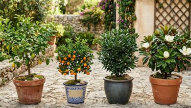 Cultivo em vasos: as árvores aromáticas que transformam casa e jardim em refúgios perfumados