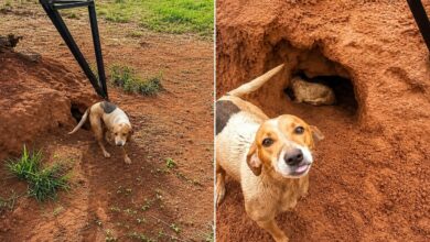 Cadela com deficiência resgata filhotes em situação de risco após pedir ajuda em fazenda