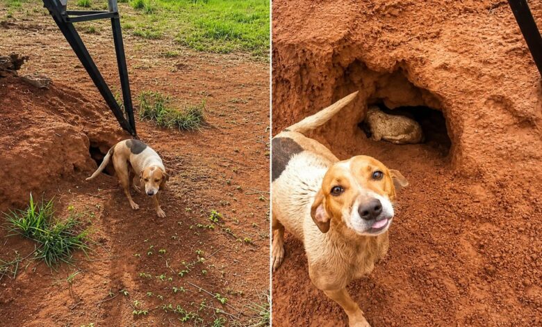 Cadela com deficiência resgata filhotes em situação de risco após pedir ajuda em fazenda