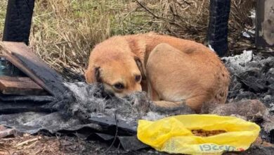 Multa de R$ 10 mil: tutor é penalizado por deixar cão sozinho em casa em feriado