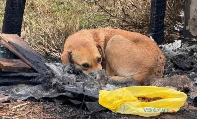 Multa de R$ 10 mil: tutor é penalizado por deixar cão sozinho em casa em feriado
