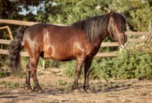 Acidente em cavalgada mata menina de 3 anos em Bela Vista de Goiás