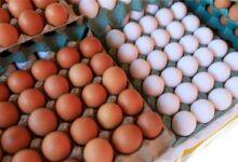 Ovos: especialistas desvendam o que realmente diferencia as cascas brancas e marrons