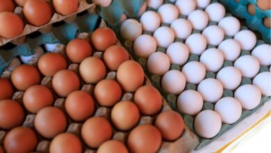 Ovos: especialistas desvendam o que realmente diferencia as cascas brancas e marrons