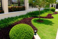 Plantas de forração reinventam jardins: a tendência que une beleza e baixa manutenção