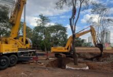Transplante de árvores históricas em Anápolis: Emisa preserva 39 espécies em obra