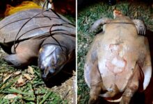 Cágados encontrados mortos com sinais de violência em lago de Jataí geram comoção