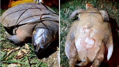 Cágados encontrados mortos com sinais de violência em lago de Jataí geram comoção