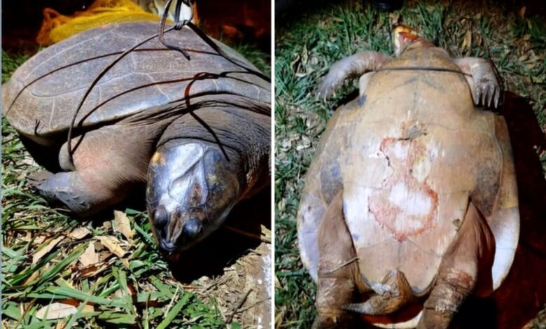 Cágados encontrados mortos com sinais de violência em lago de Jataí geram comoção