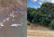 Mortandade de peixes no Rio das Antas acende alerta para contaminação industrial em Anápolis