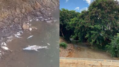 Mortandade de peixes no Rio das Antas acende alerta para contaminação industrial em Anápolis