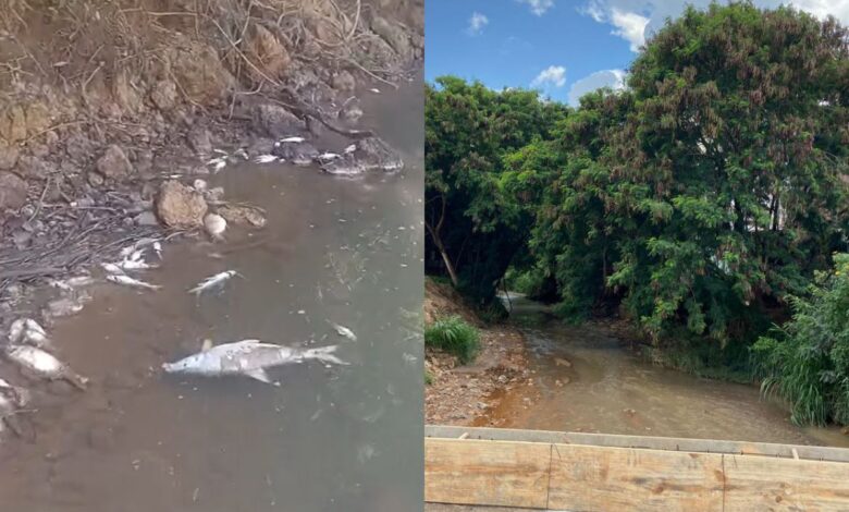 Mortandade de peixes no Rio das Antas acende alerta para contaminação industrial em Anápolis