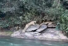 Onça-parda atravessa rio em Goiás e pescador registra encontro raro