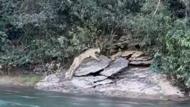 Onça-parda atravessa rio em Goiás e pescador registra encontro raro