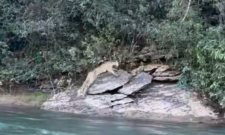 Onça-parda atravessa rio em Goiás e pescador registra encontro raro