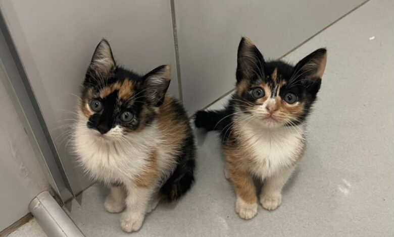 Aparecida de Goiânia sedia feira de adoção responsável para cães e gatos neste sábado
