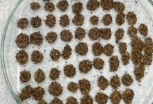Jovens baianos transformam resíduos em solução inovadora para germinação de sementes