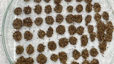 Jovens baianos transformam resíduos em solução inovadora para germinação de sementes