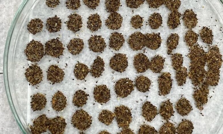 Jovens baianos transformam resíduos em solução inovadora para germinação de sementes