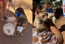 Anápolis mantém vacinação antirrábica para pets durante o mês de férias