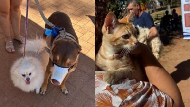 Anápolis mantém vacinação antirrábica para pets durante o mês de férias