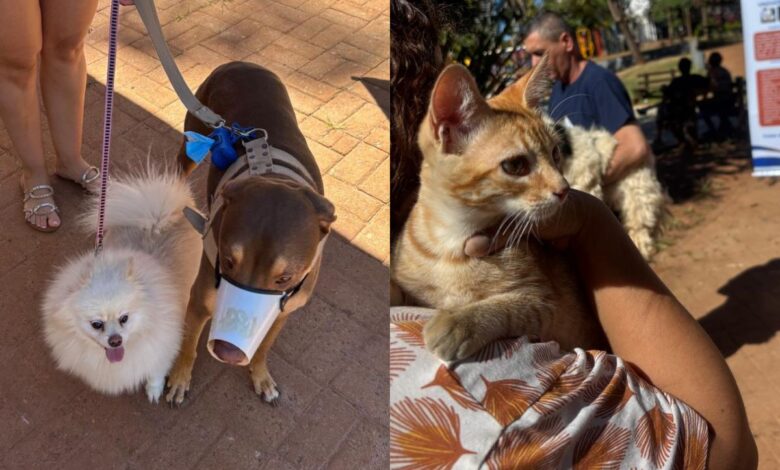 Anápolis mantém vacinação antirrábica para pets durante o mês de férias