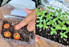 Como cultivar tomates em casa usando métodos simples de reaproveitamento