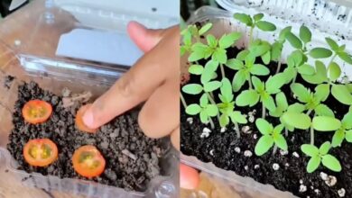 Como cultivar tomates em casa usando métodos simples de reaproveitamento