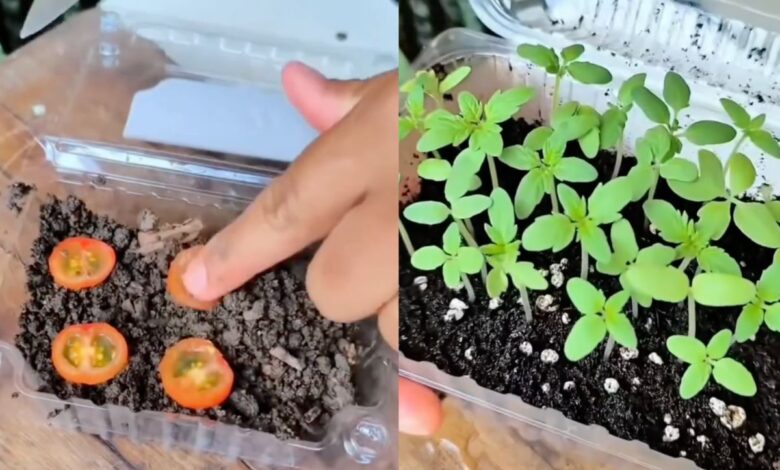 Como cultivar tomates em casa usando métodos simples de reaproveitamento