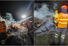 Incêndio em carreta na Go-112 deixa mais de 50 bezerros mortos em Nova Roma