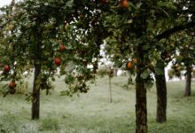Cultivo de fruta protegida leva produtor rural à prisão e multa milionária na Espanha