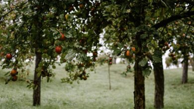 Cultivo de fruta protegida leva produtor rural à prisão e multa milionária na Espanha