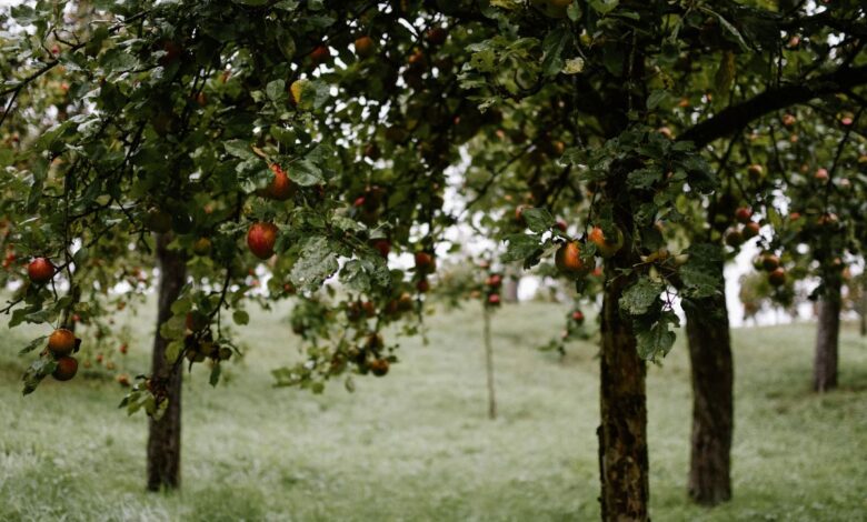 Cultivo de fruta protegida leva produtor rural à prisão e multa milionária na Espanha