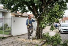 Poda de árvores em calçadas: entenda a lei ambiental e evite multas de até R$ 5 mil