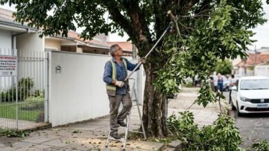 Poda de árvores em calçadas: entenda a lei ambiental e evite multas de até R$ 5 mil