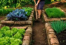 Água do arroz nas plantas: jardineiros explicam benefícios e cuidados com o reaproveitamento