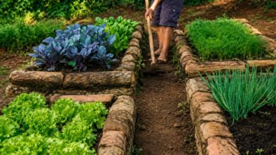 Água do arroz nas plantas: jardineiros explicam benefícios e cuidados com o reaproveitamento