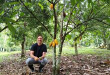 Transformação verde: produtor familiar abandona agrotóxicos e alcança 20 toneladas de banana por safra