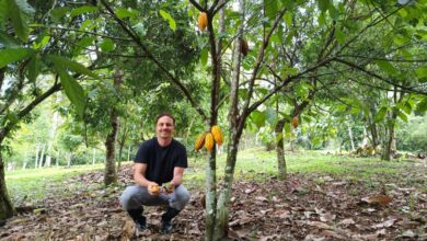 Transformação verde: produtor familiar abandona agrotóxicos e alcança 20 toneladas de banana por safra