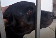 Abandono animal: o caso Amora e a urgência por uma cultura de cuidado