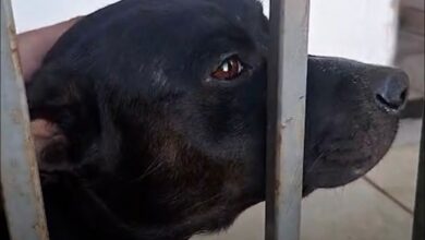 Abandono animal: o caso Amora e a urgência por uma cultura de cuidado