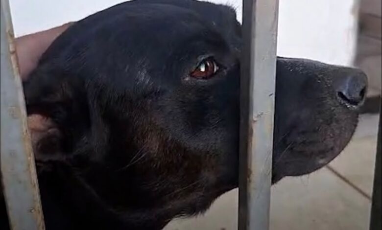 Abandono animal: o caso Amora e a urgência por uma cultura de cuidado