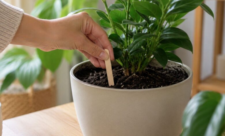 O segredo dos jardineiros: como um palito de picolé garante a rega ideal para suas plantas