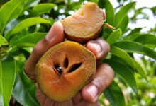 Sabor da memória: o sapoti que marcou gerações e oferece sombra generosa