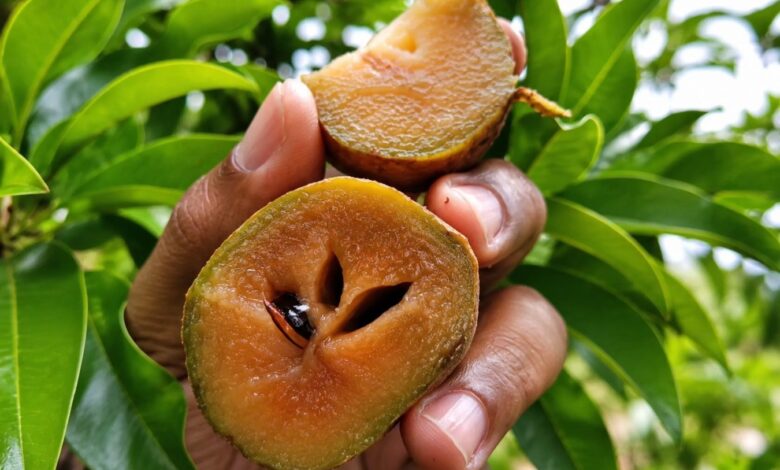 Sabor da memória: o sapoti que marcou gerações e oferece sombra generosa