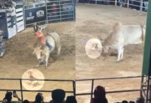 Cachorro caramelo rouba a cena em rodeio de Goiás ao 'enfrentar' touro e encantar público