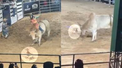 Cachorro caramelo rouba a cena em rodeio de Goiás ao 'enfrentar' touro e encantar público