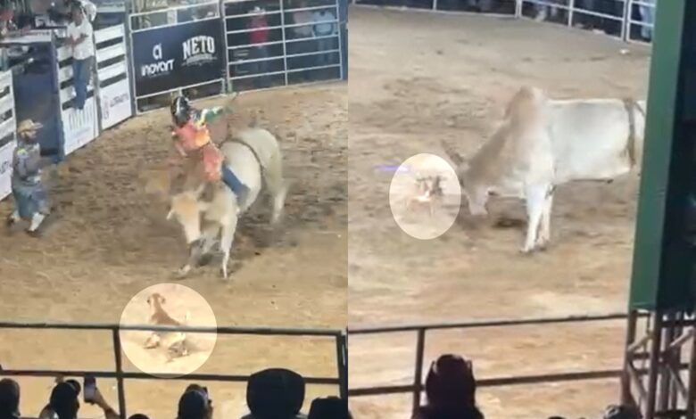 Cachorro caramelo rouba a cena em rodeio de Goiás ao 'enfrentar' touro e encantar público