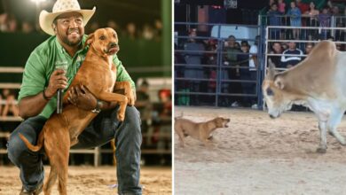 Cachorro caramelo vira estrela de rodeio em Goiás, enfrenta touro e é adotado por locutor