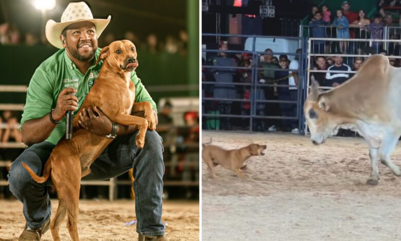 Cachorro caramelo vira estrela de rodeio em Goiás, enfrenta touro e é adotado por locutor